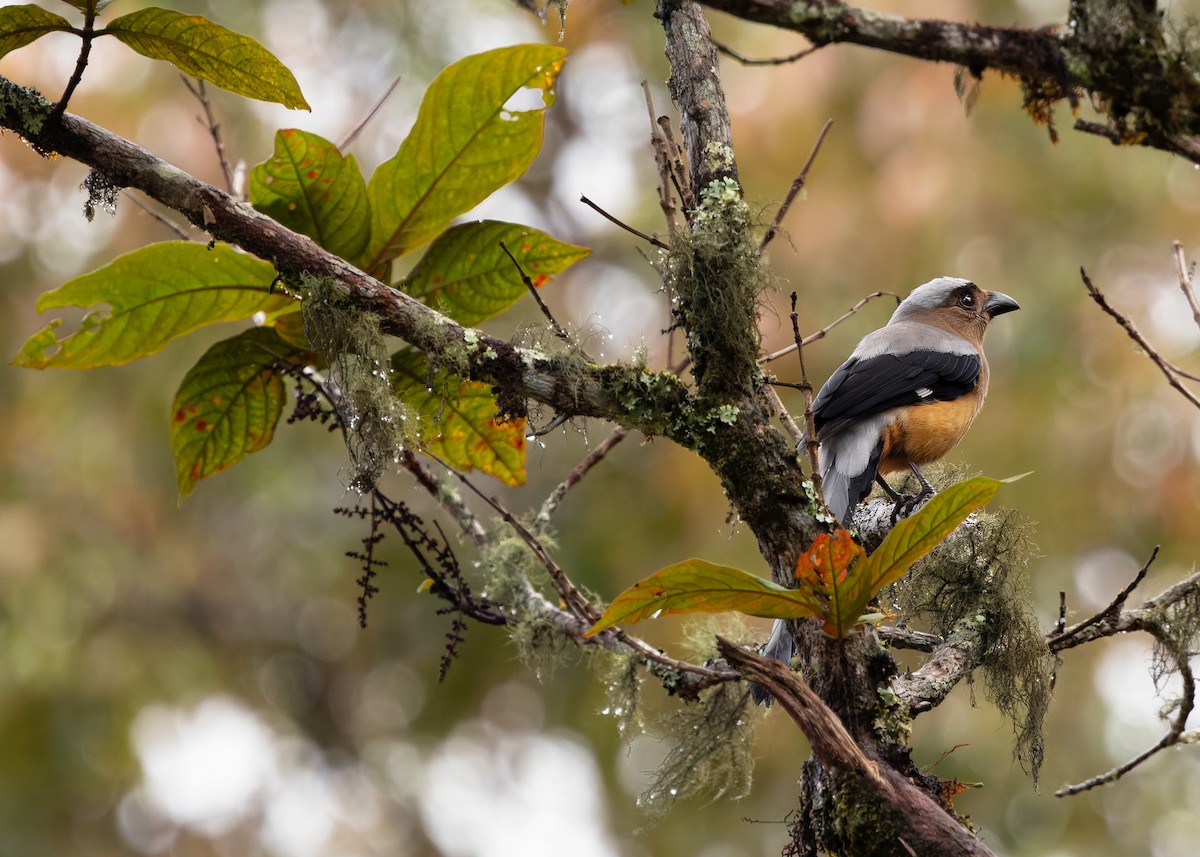 Bornean Treepie - ML622647811