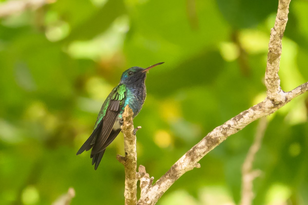 Sapphire-bellied Hummingbird - Christine Kozlosky