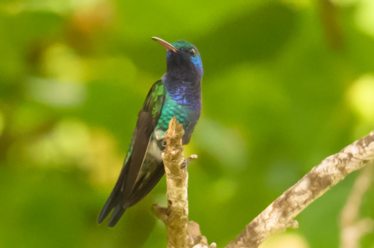 Sapphire-bellied Hummingbird - Christine Kozlosky