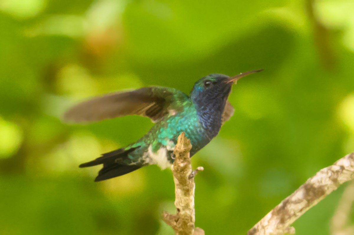 Sapphire-bellied Hummingbird - ML622647900