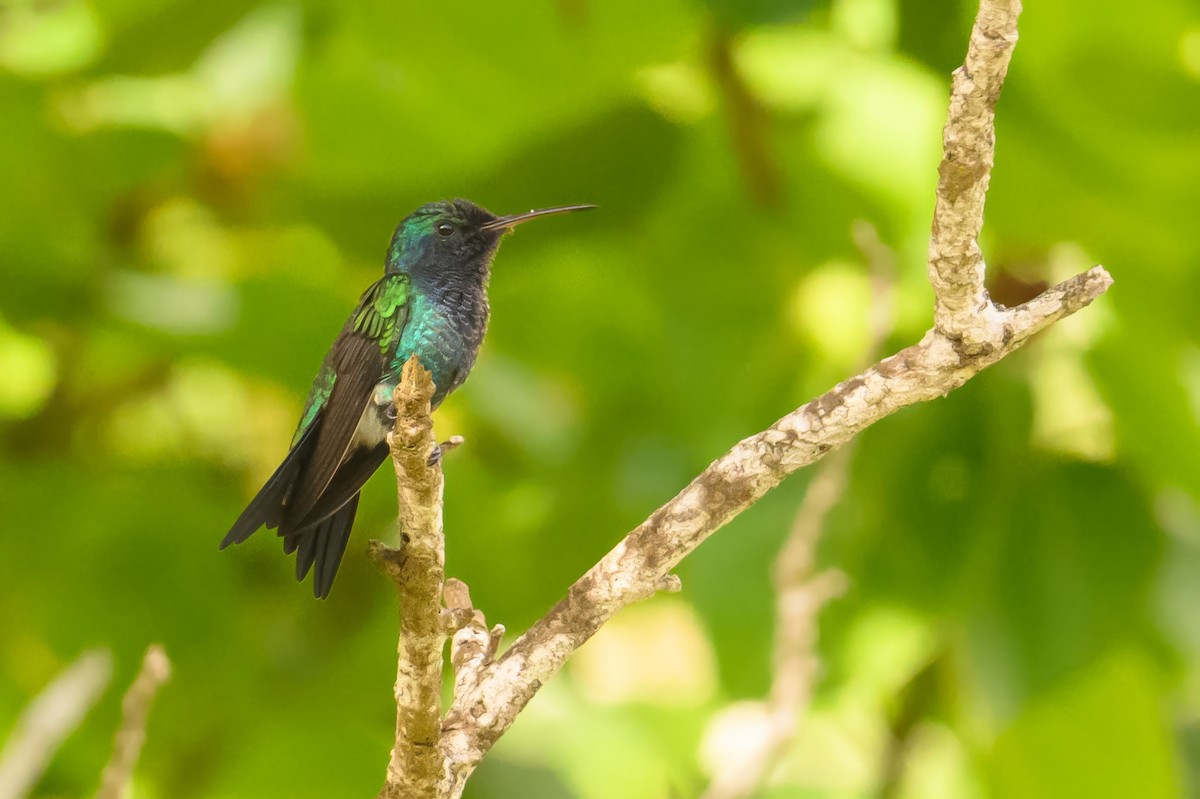 Sapphire-bellied Hummingbird - ML622647901