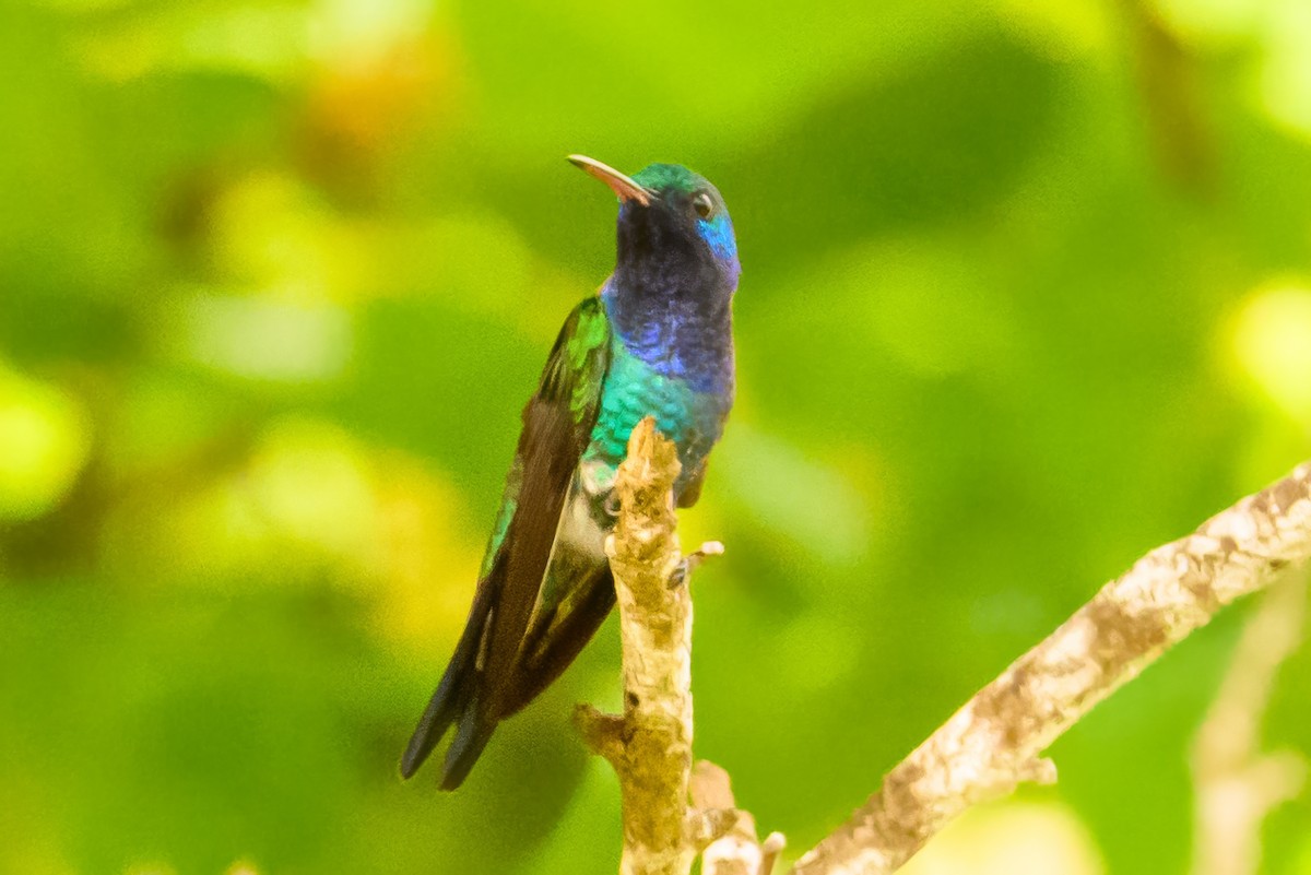 Sapphire-bellied Hummingbird - ML622647902