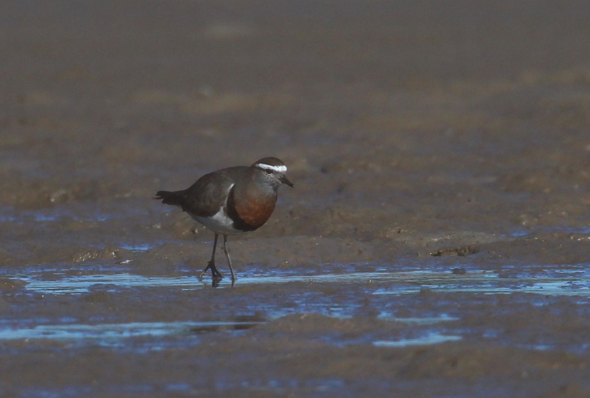 Rufous-chested Dotterel - ML622647929