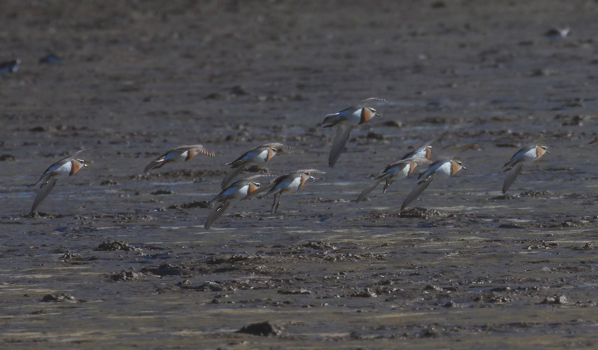 Rufous-chested Dotterel - Gustavo Fernandez Pin