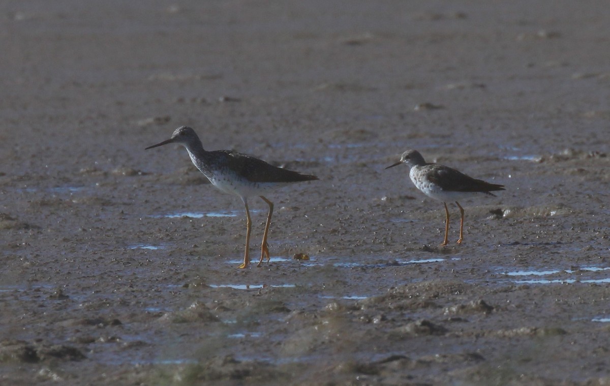 Lesser Yellowlegs - ML622647939