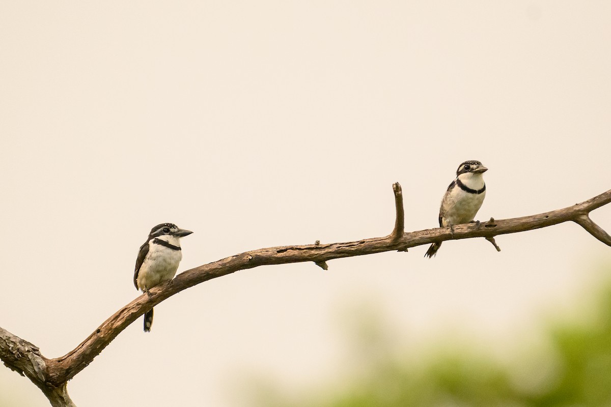 Pied Puffbird - ML622647949