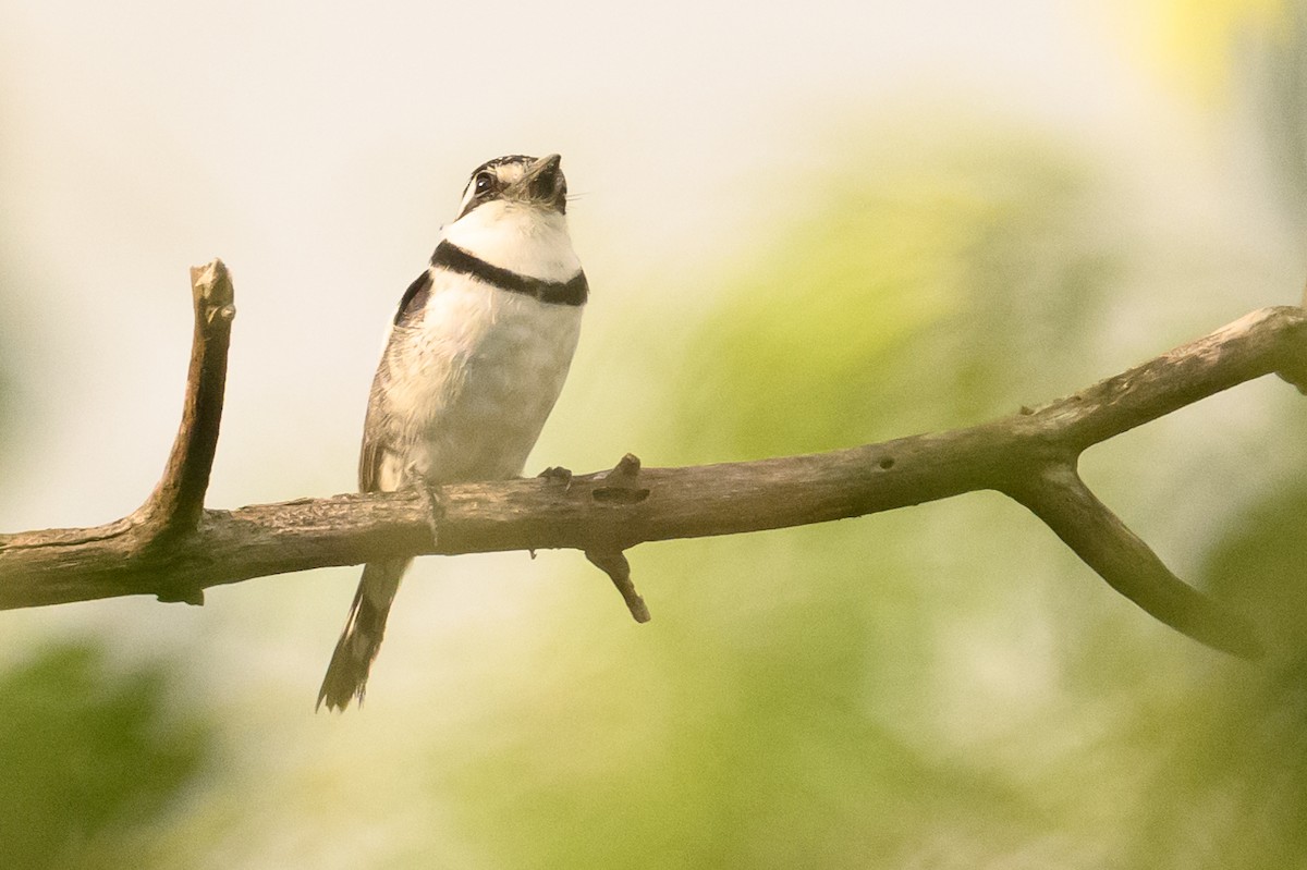 Pied Puffbird - Christine Kozlosky