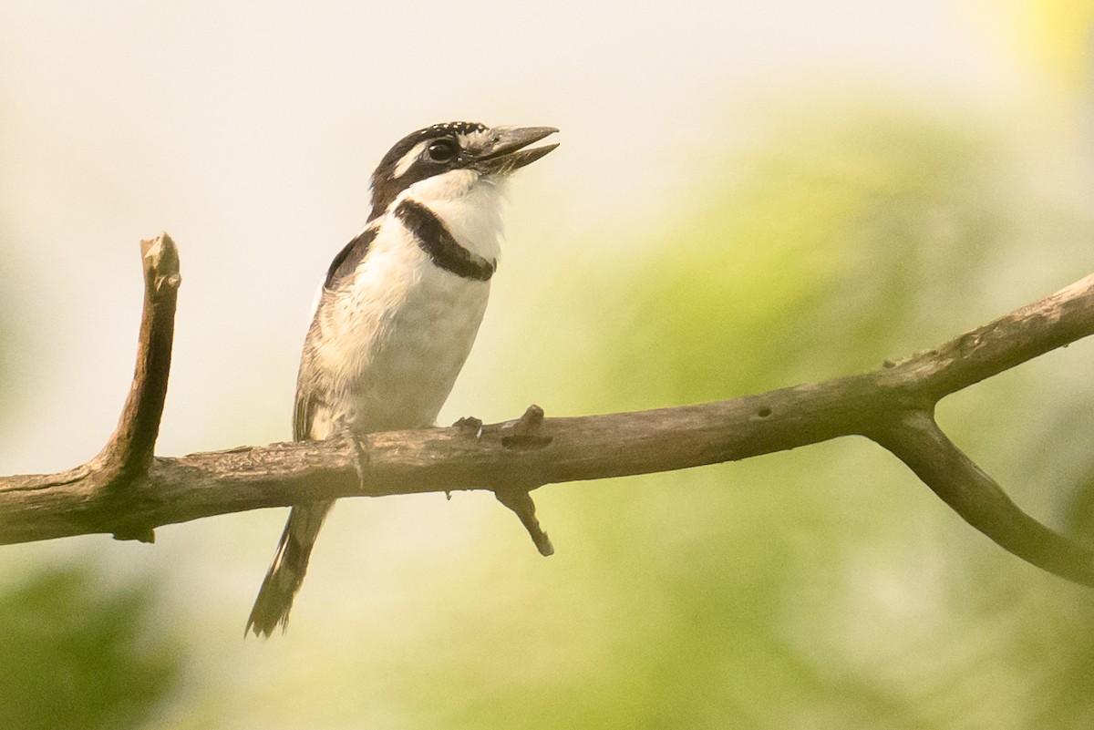 Pied Puffbird - Christine Kozlosky