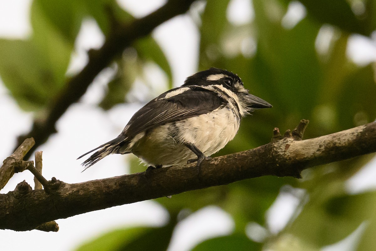 Pied Puffbird - ML622647969