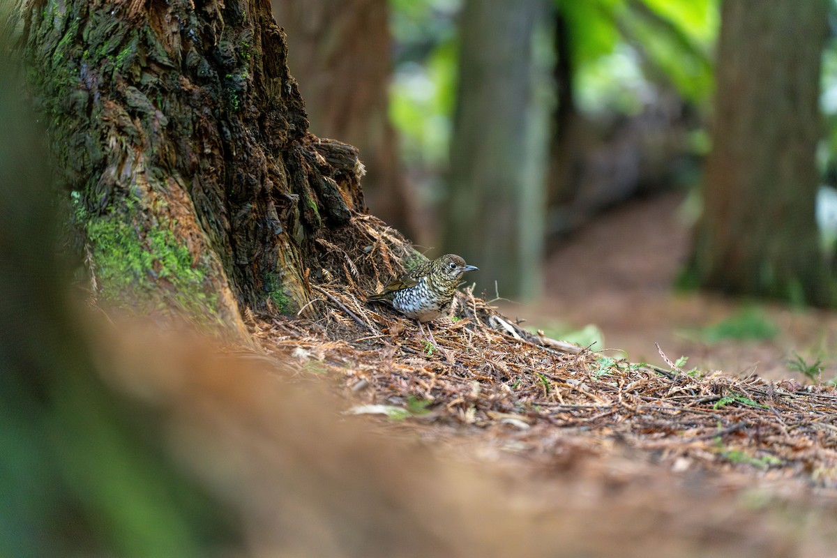 Bassian Thrush - ML622648006