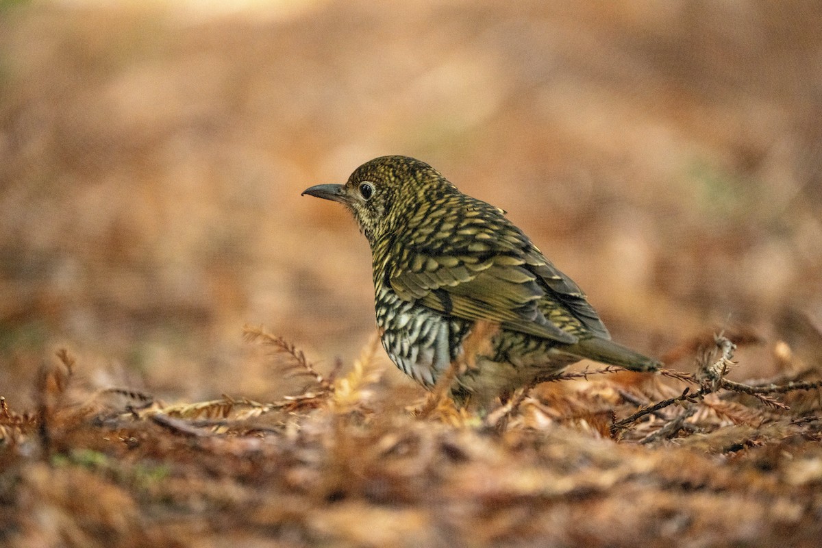 Bassian Thrush - ML622648008