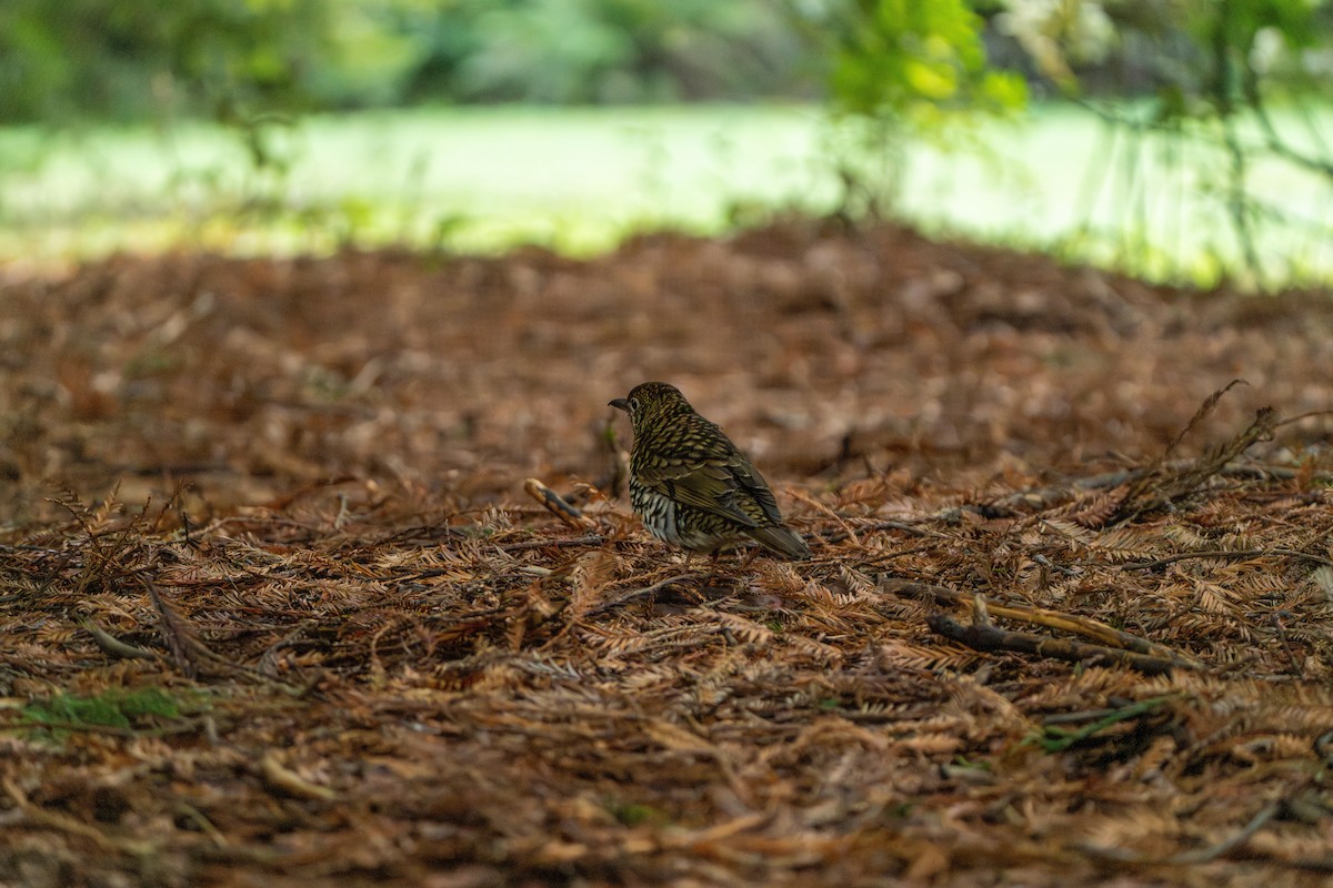 Bassian Thrush - ML622648009