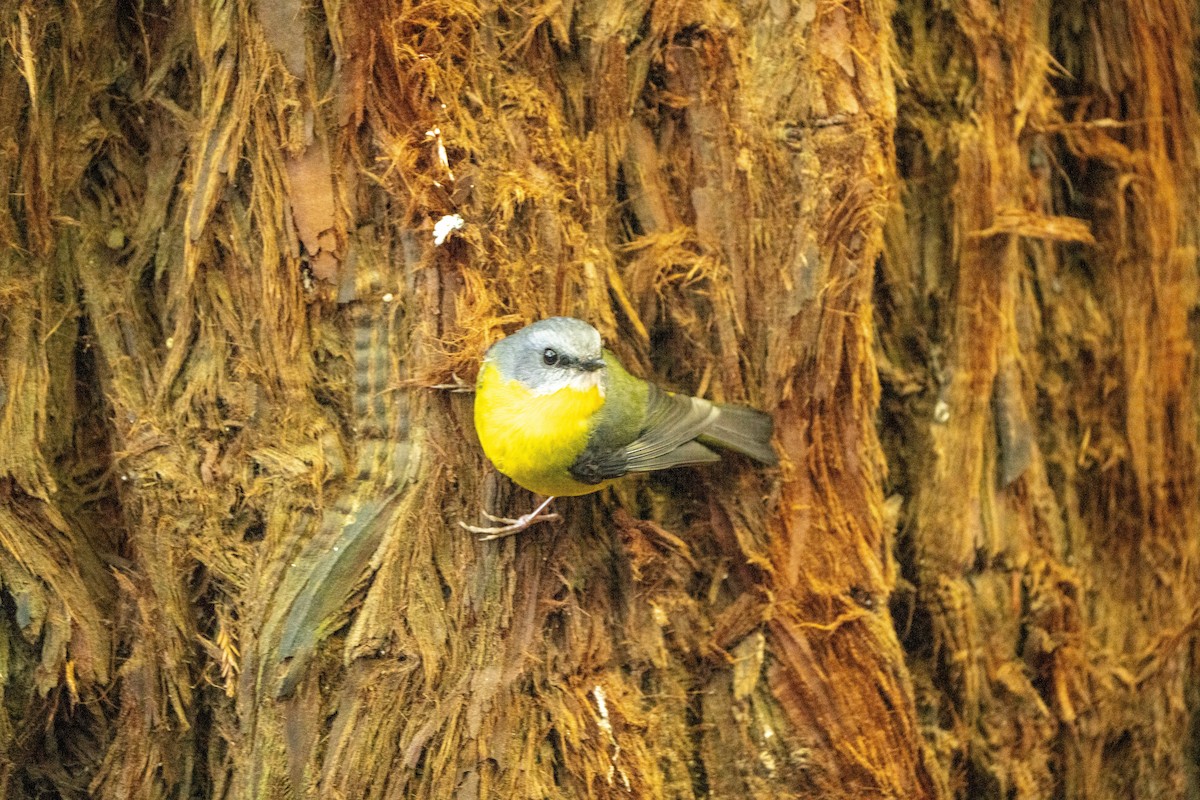 Eastern Yellow Robin - ML622648012