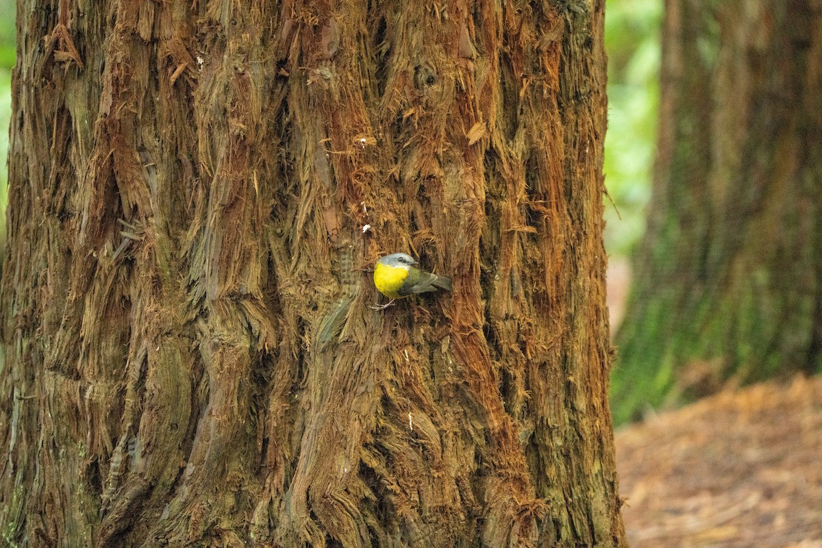 Eastern Yellow Robin - ML622648013