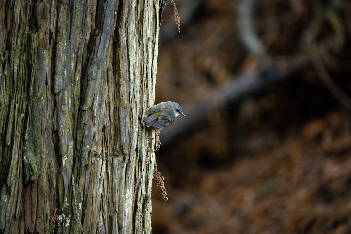 Eastern Yellow Robin - ML622648015