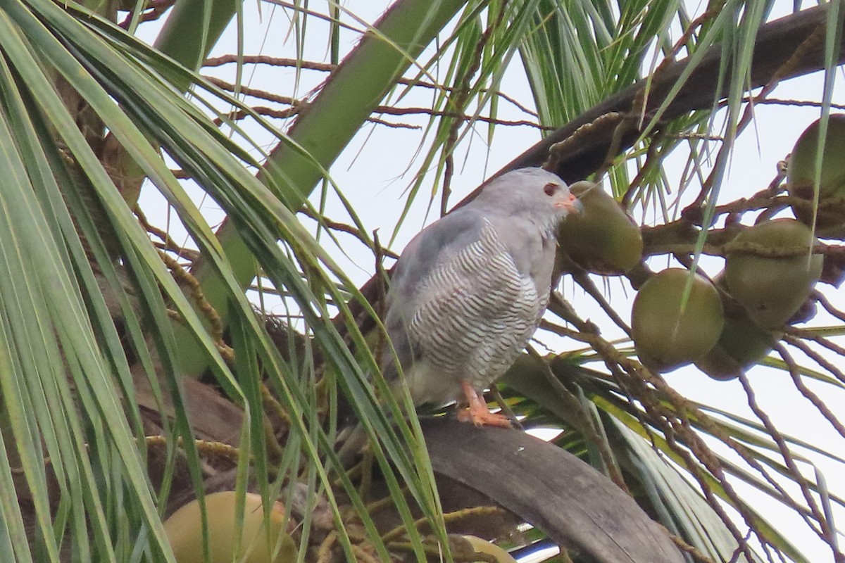 Lizard Buzzard - ML622648035