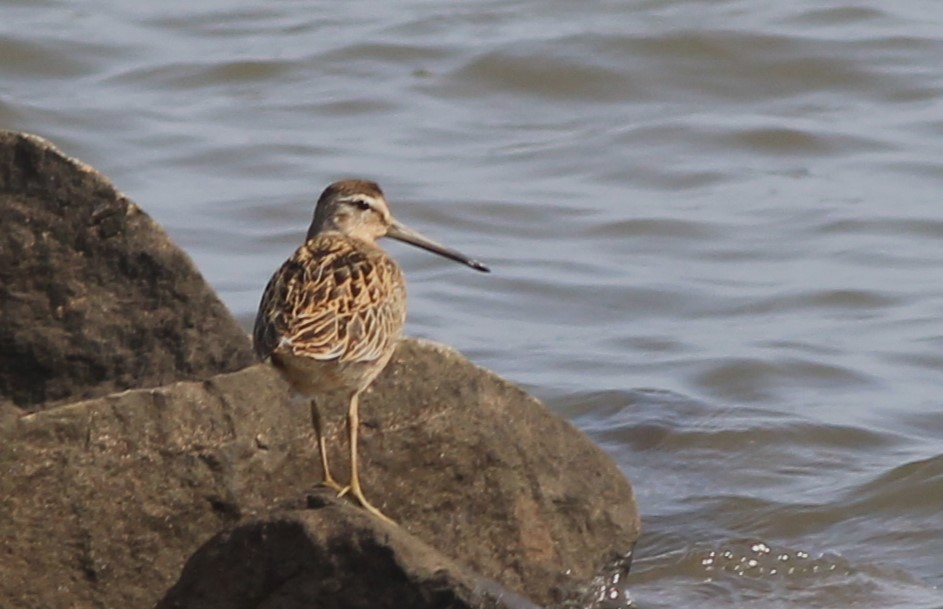 Short-billed Dowitcher - ML622648061