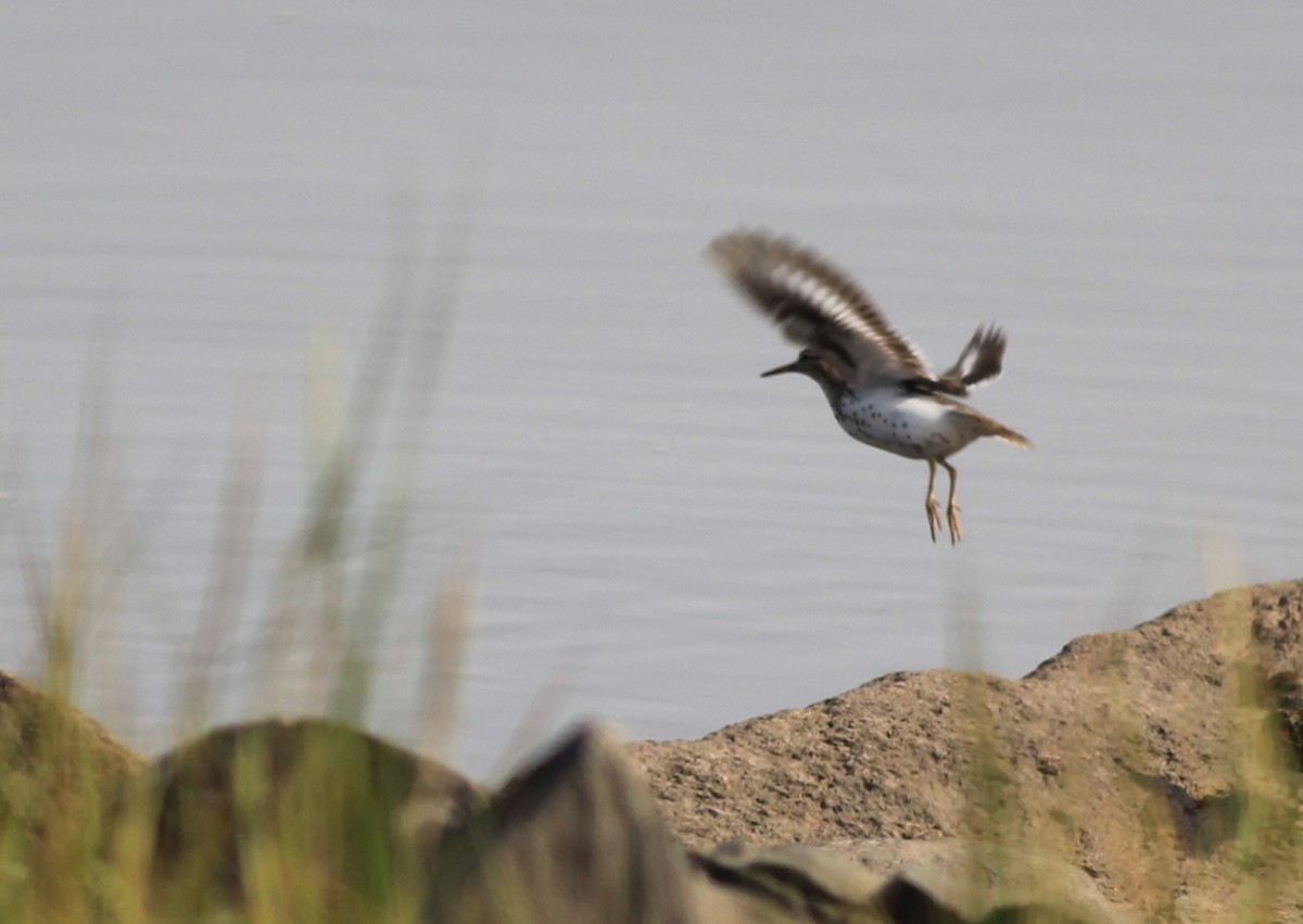 Spotted Sandpiper - ML622648063