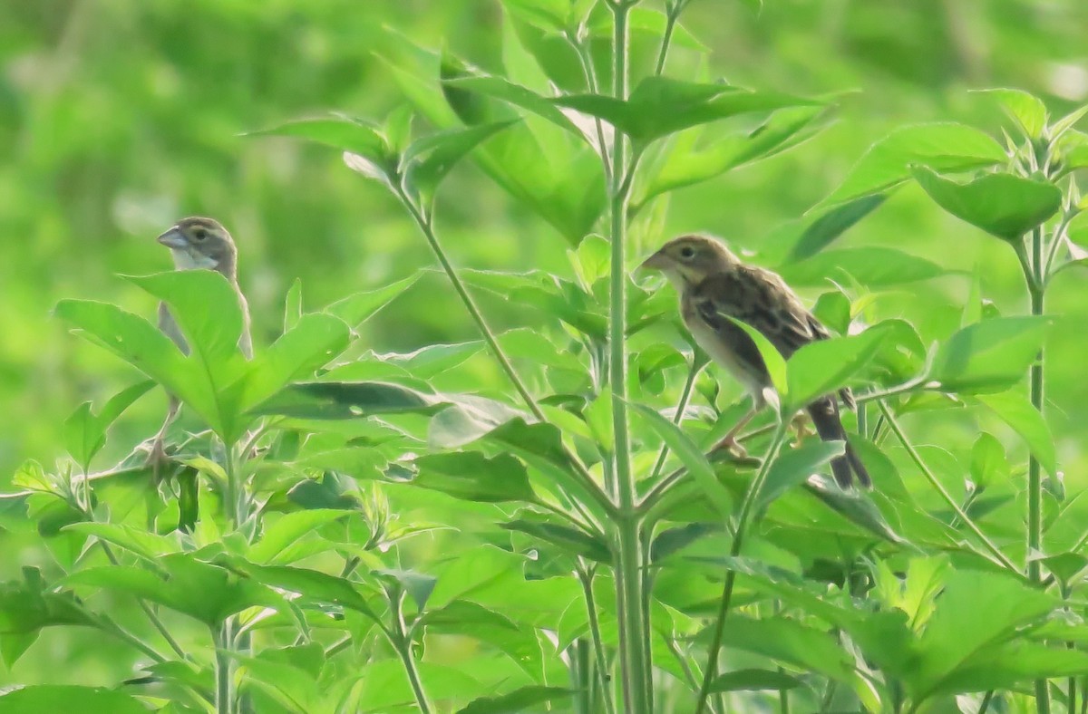 Dickcissel - ML622648072