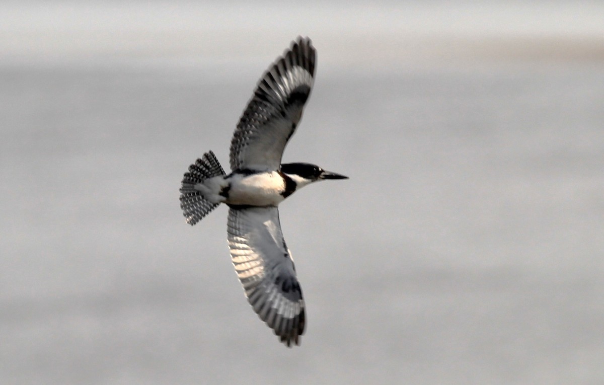 Belted Kingfisher - ML622648093