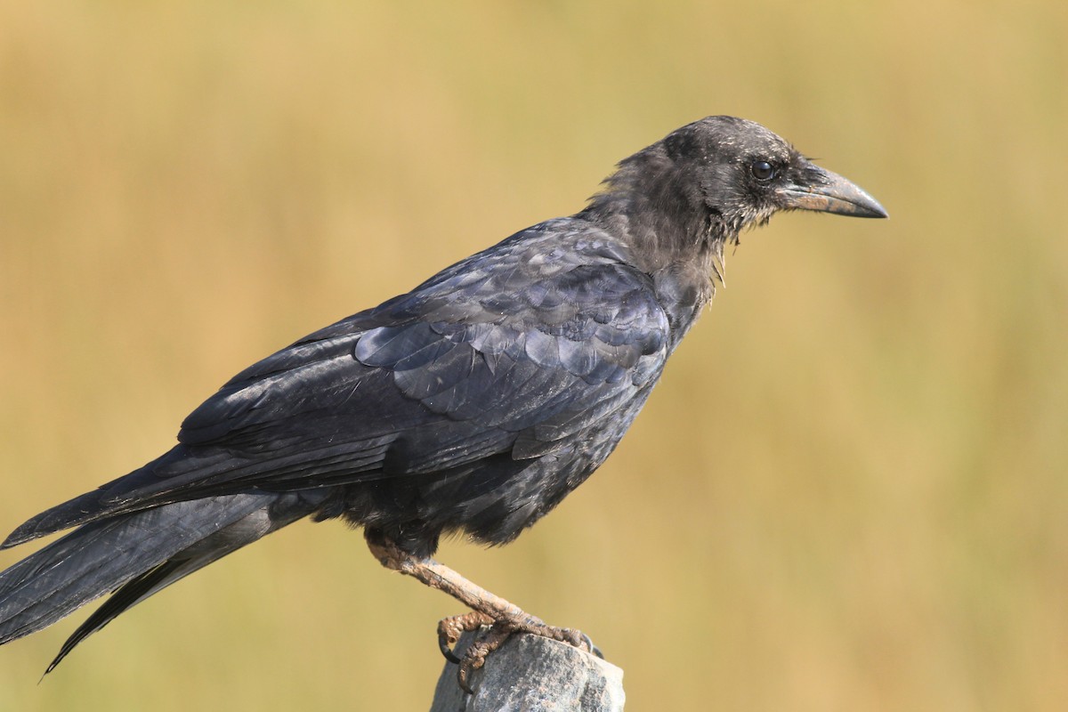 American Crow - Harold Forsyth