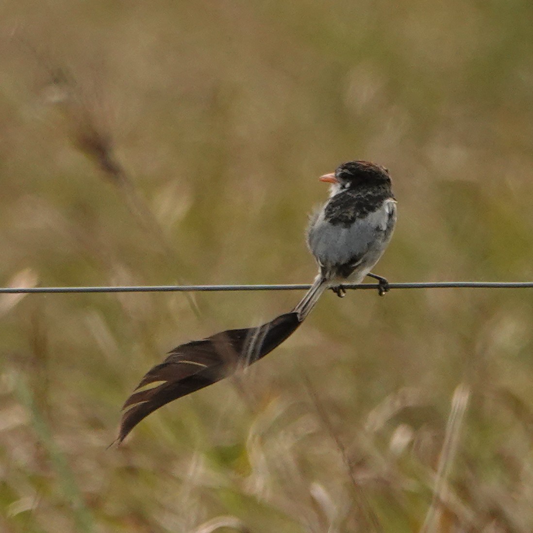 Strange-tailed Tyrant - ML622648126