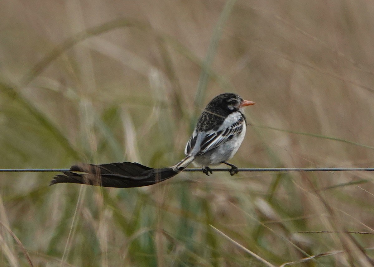 Strange-tailed Tyrant - ML622648127