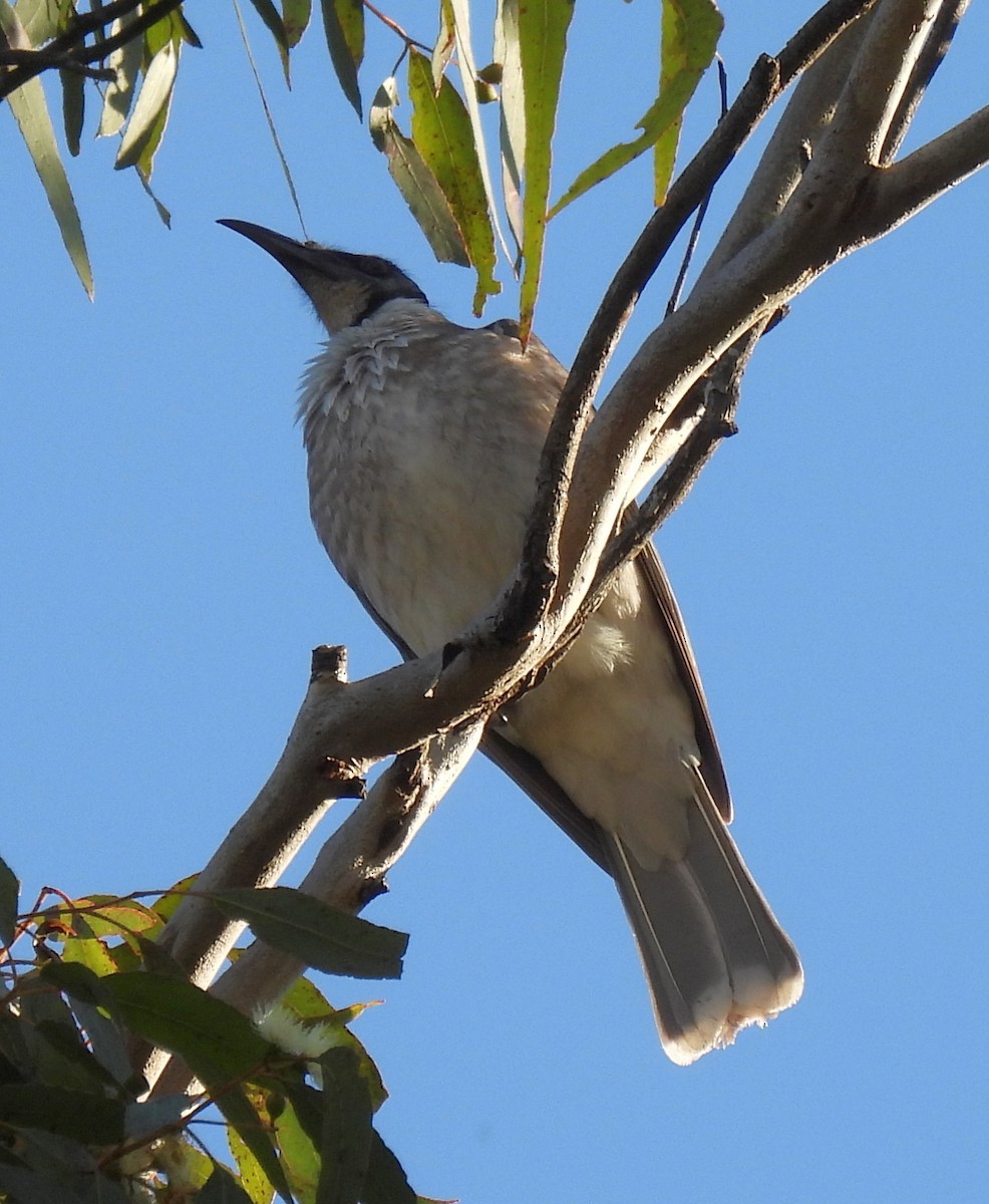 Noisy Friarbird - ML622648146