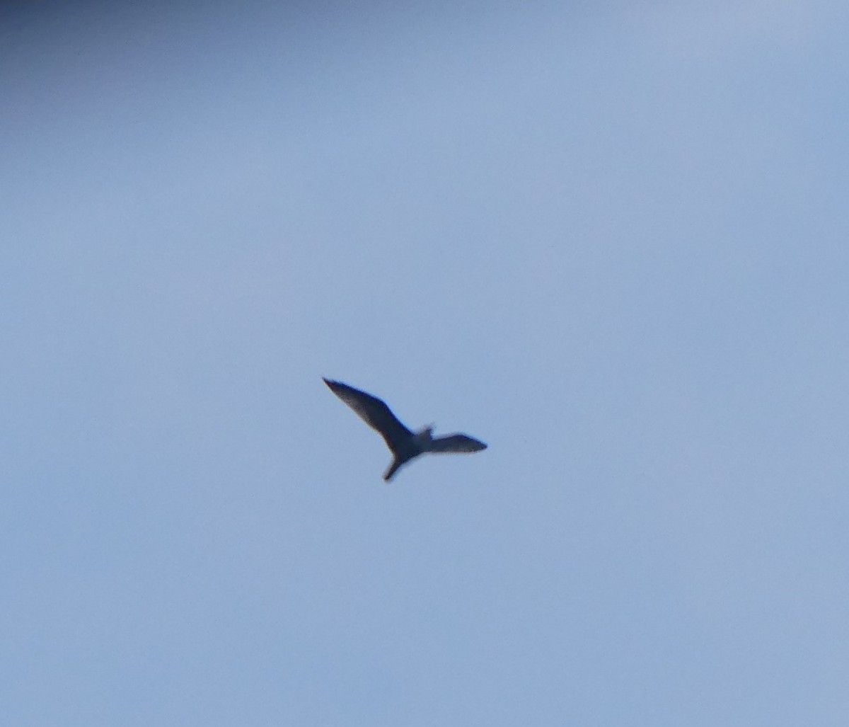 Common Nighthawk - Peter Lane