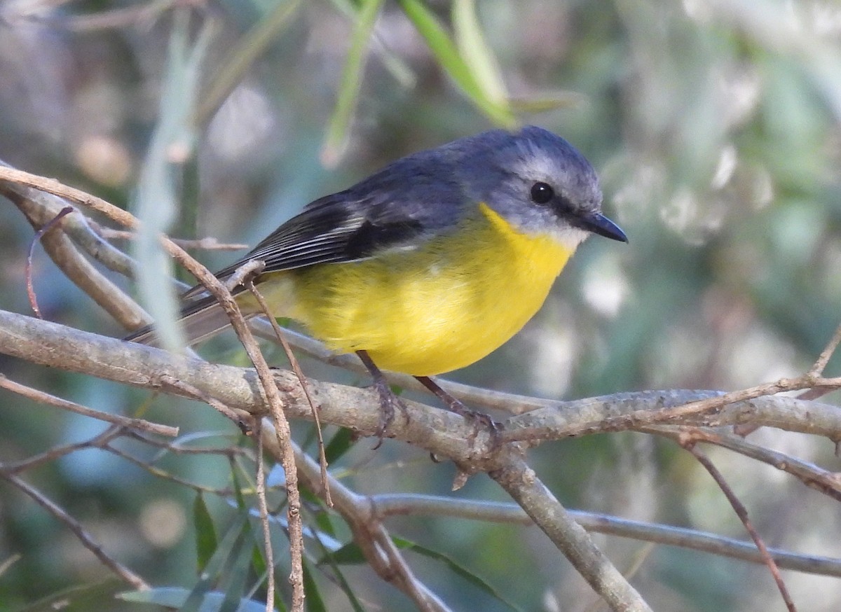 Eastern Yellow Robin - Kathy Wilk