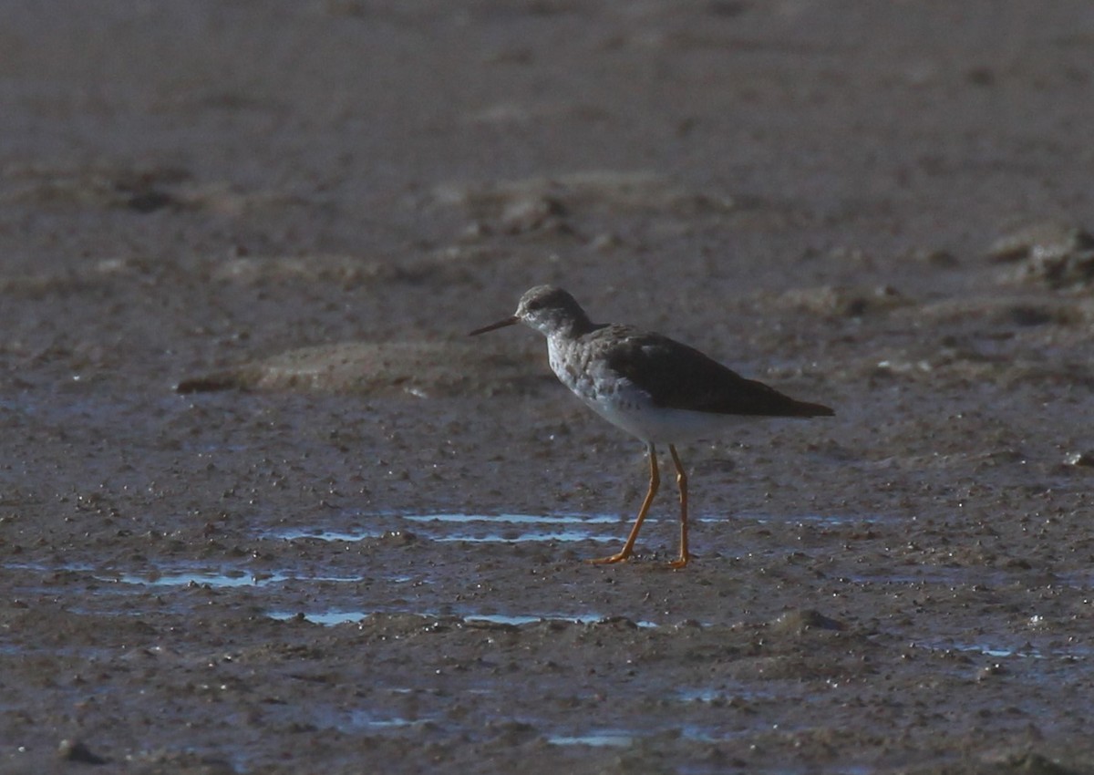 Lesser Yellowlegs - ML622648204