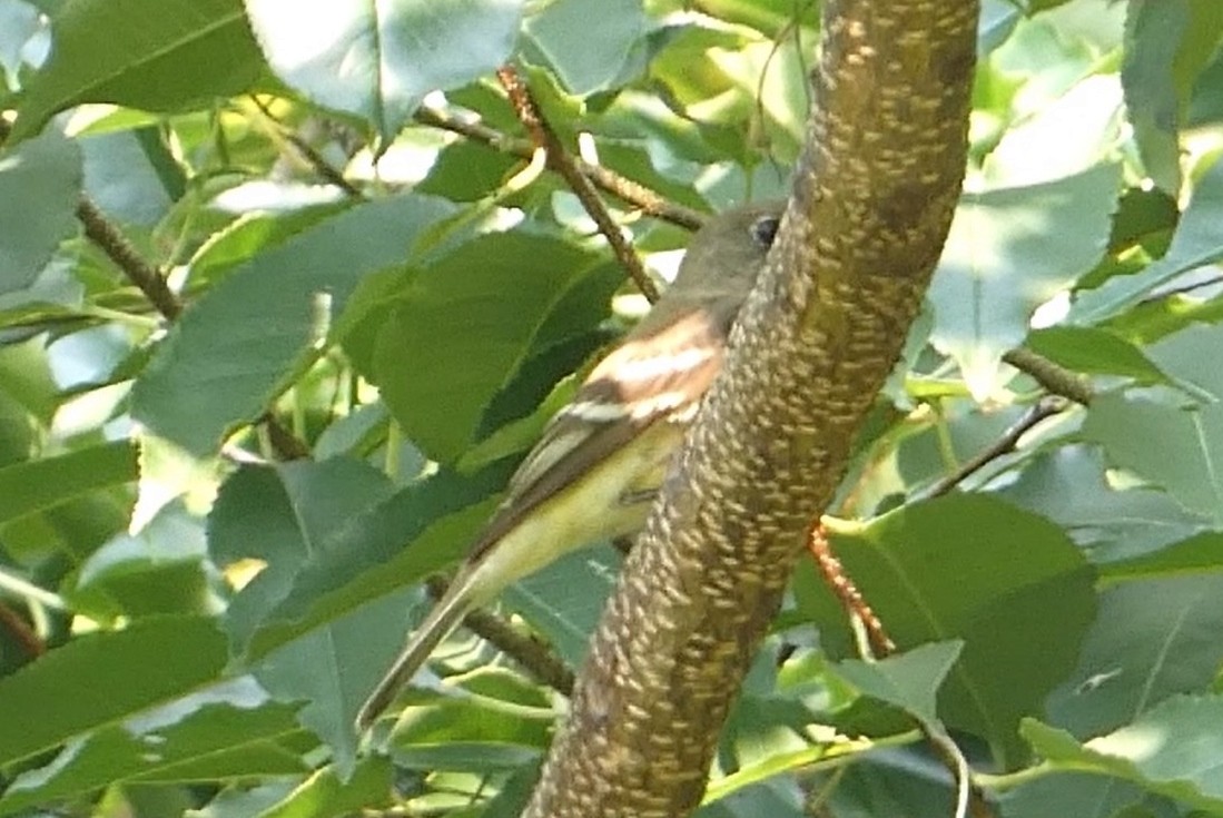 Mosquero (Empidonax) sp. - ML622648233