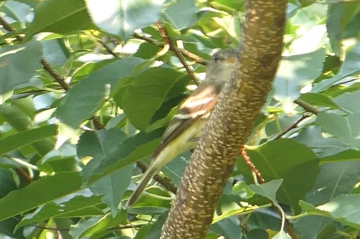 Mosquero (Empidonax) sp. - ML622648234