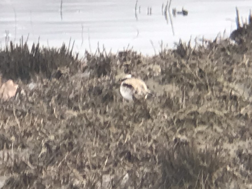 Black-fronted Dotterel - Noah Sparke