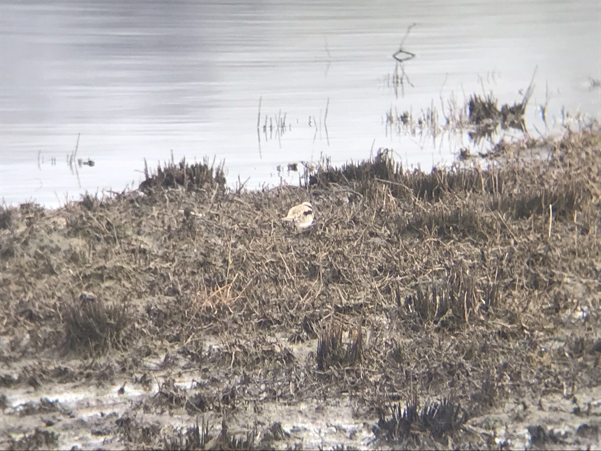 Black-fronted Dotterel - Noah Sparke