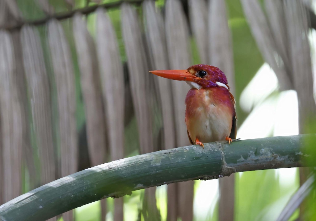 アカカワセミ（mindanensis） - ML622648338