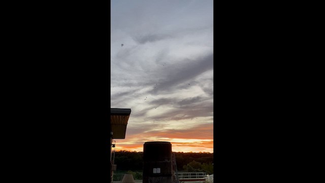 エントツアマツバメ - ML622648358