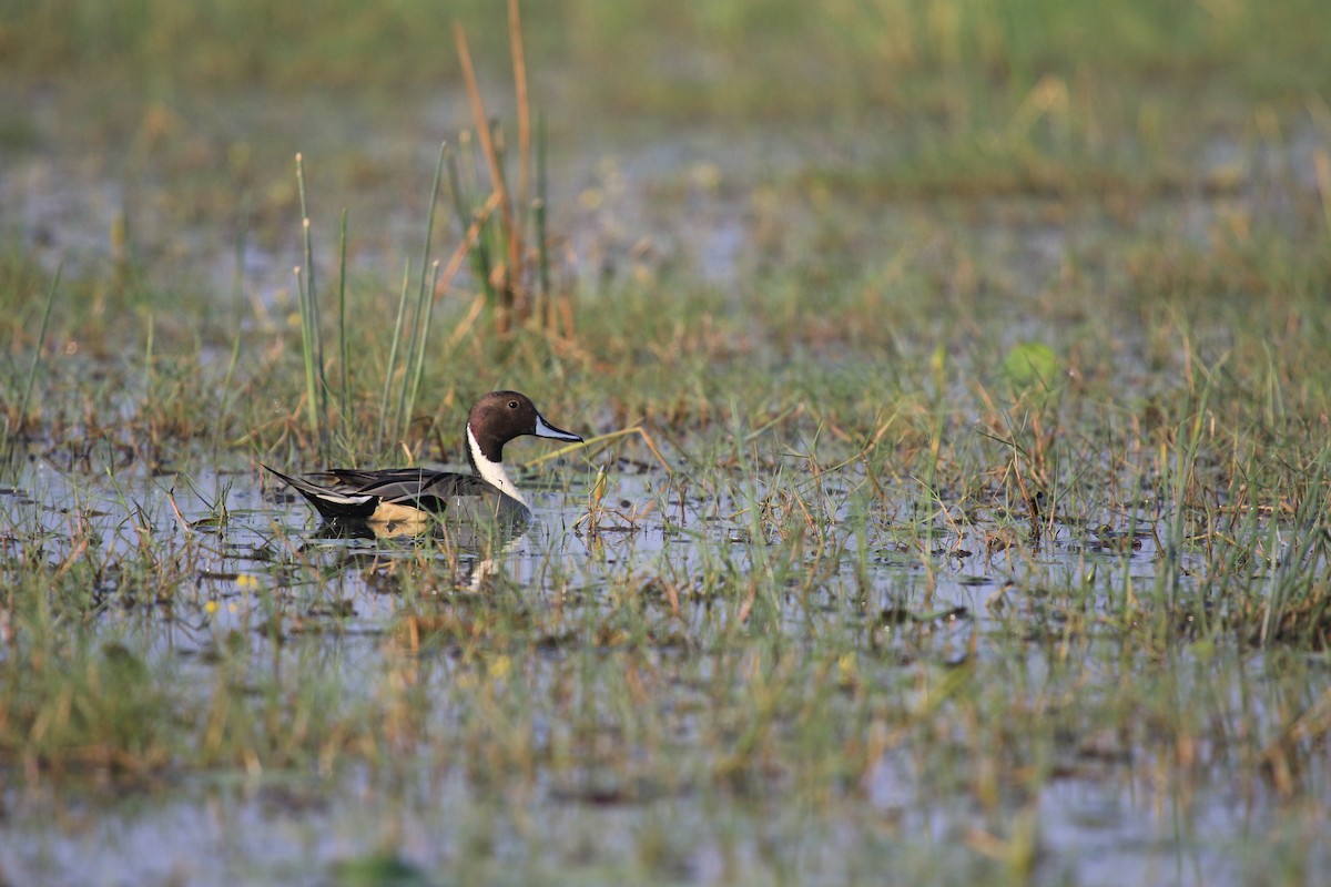 Northern Pintail - ML622648414