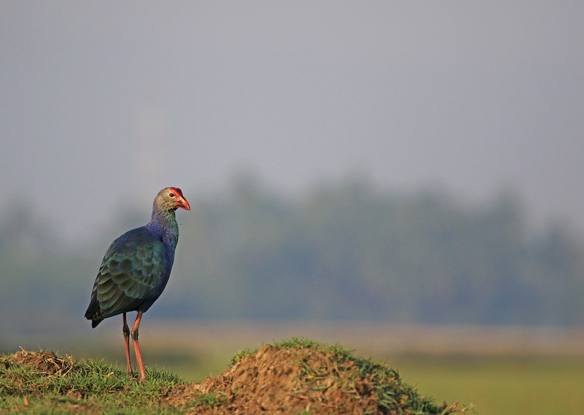 Gray-headed Swamphen - ML622648425