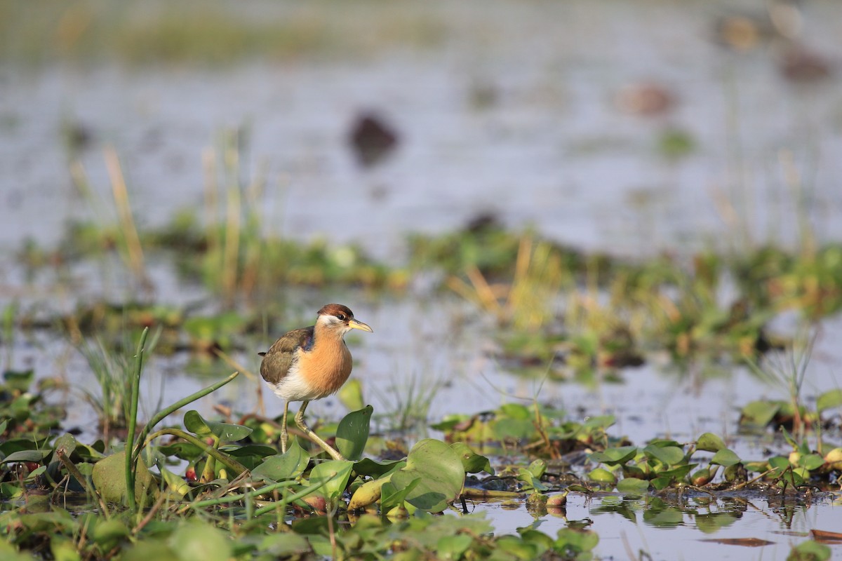 Bronze-winged Jacana - ML622648462