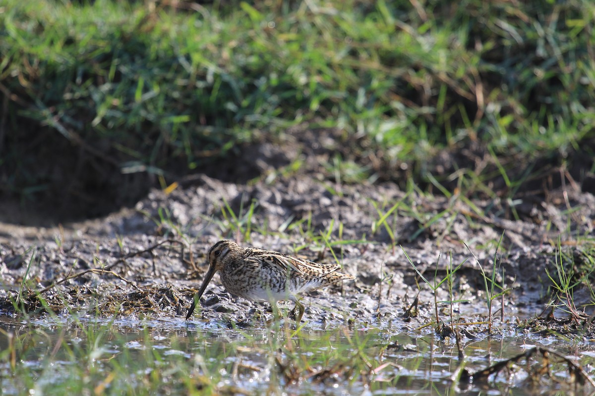 Common Snipe - ML622648464