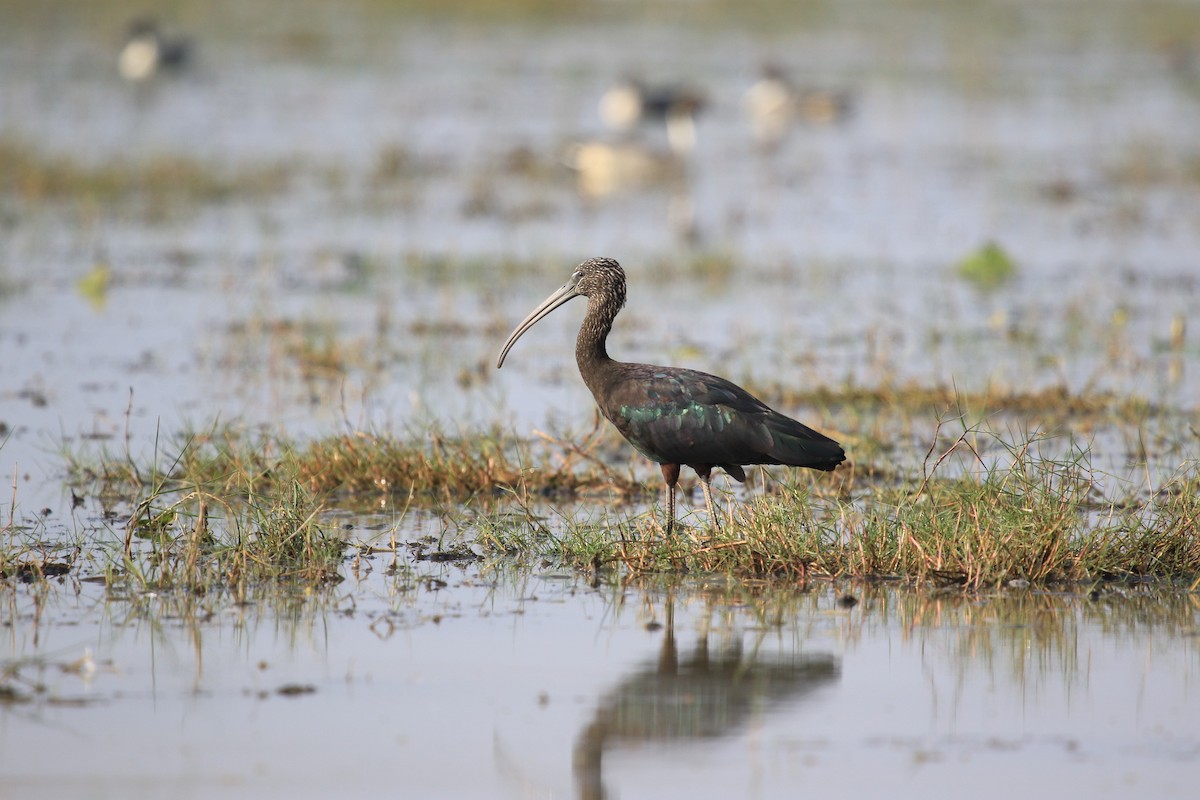 Glossy Ibis - ML622648495