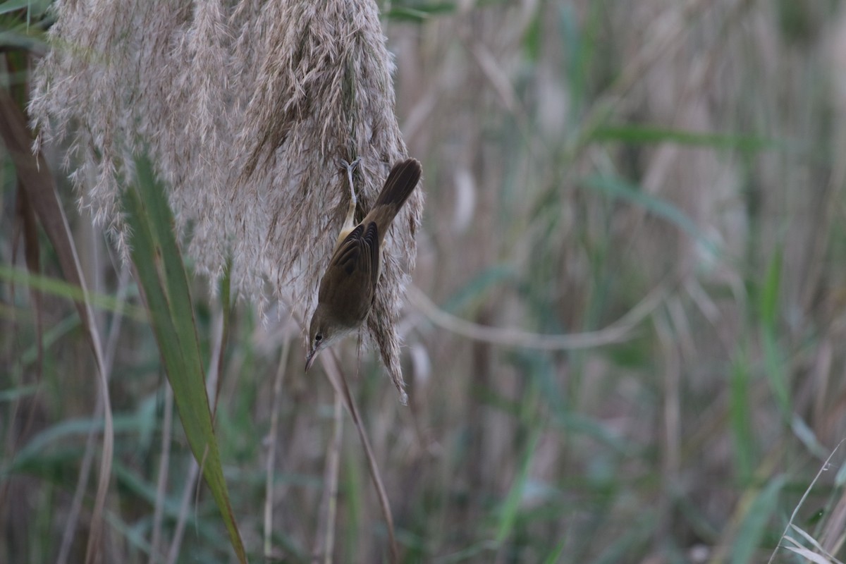 Clamorous Reed Warbler - ML622648505