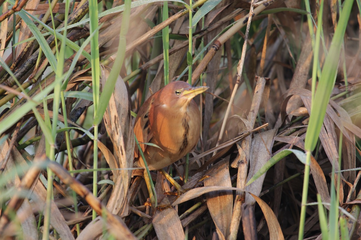 Cinnamon Bittern - ML622648554