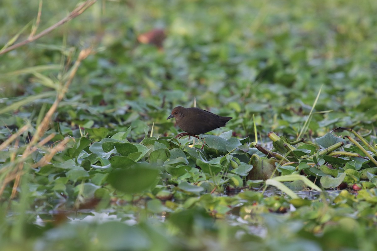 Ruddy-breasted Crake - ML622648579