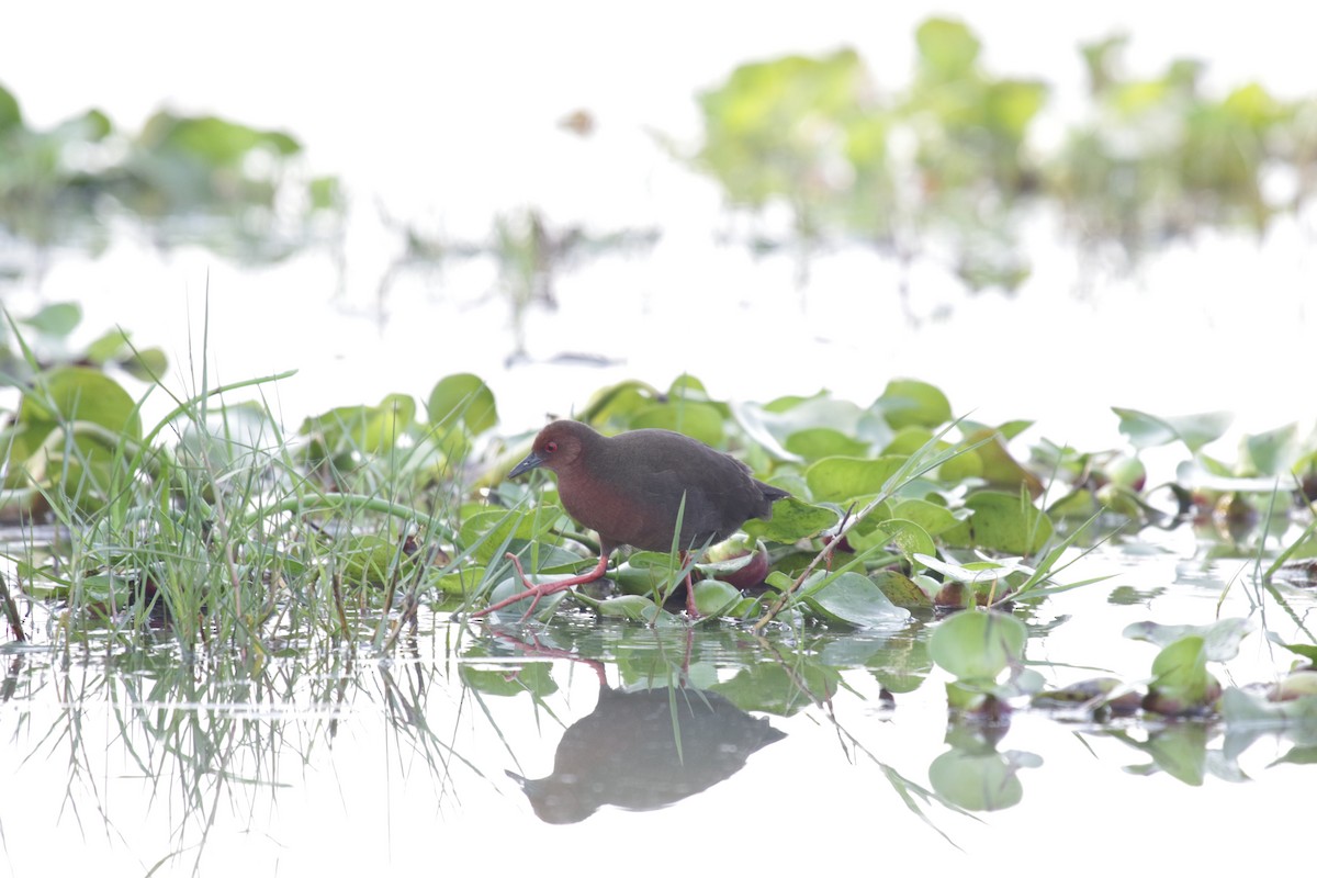 Ruddy-breasted Crake - ML622648584