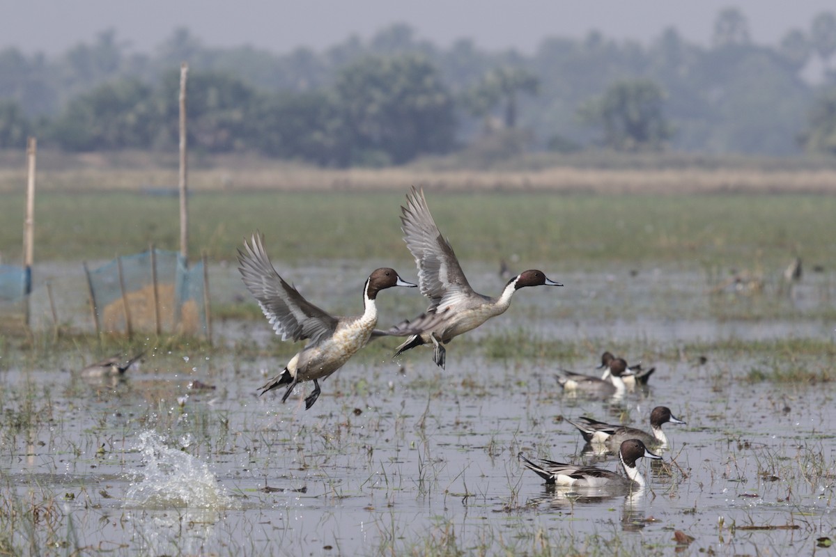 Northern Pintail - ML622648591