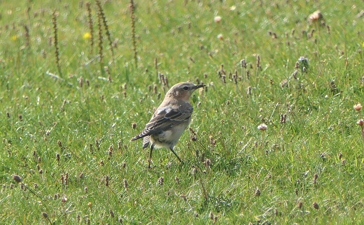 Northern Wheatear (Greenland) - ML622648645