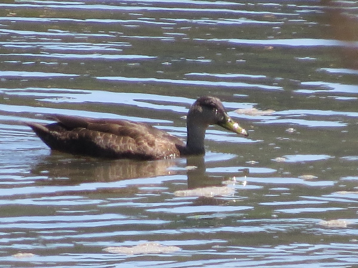 American Black Duck - ML622648667