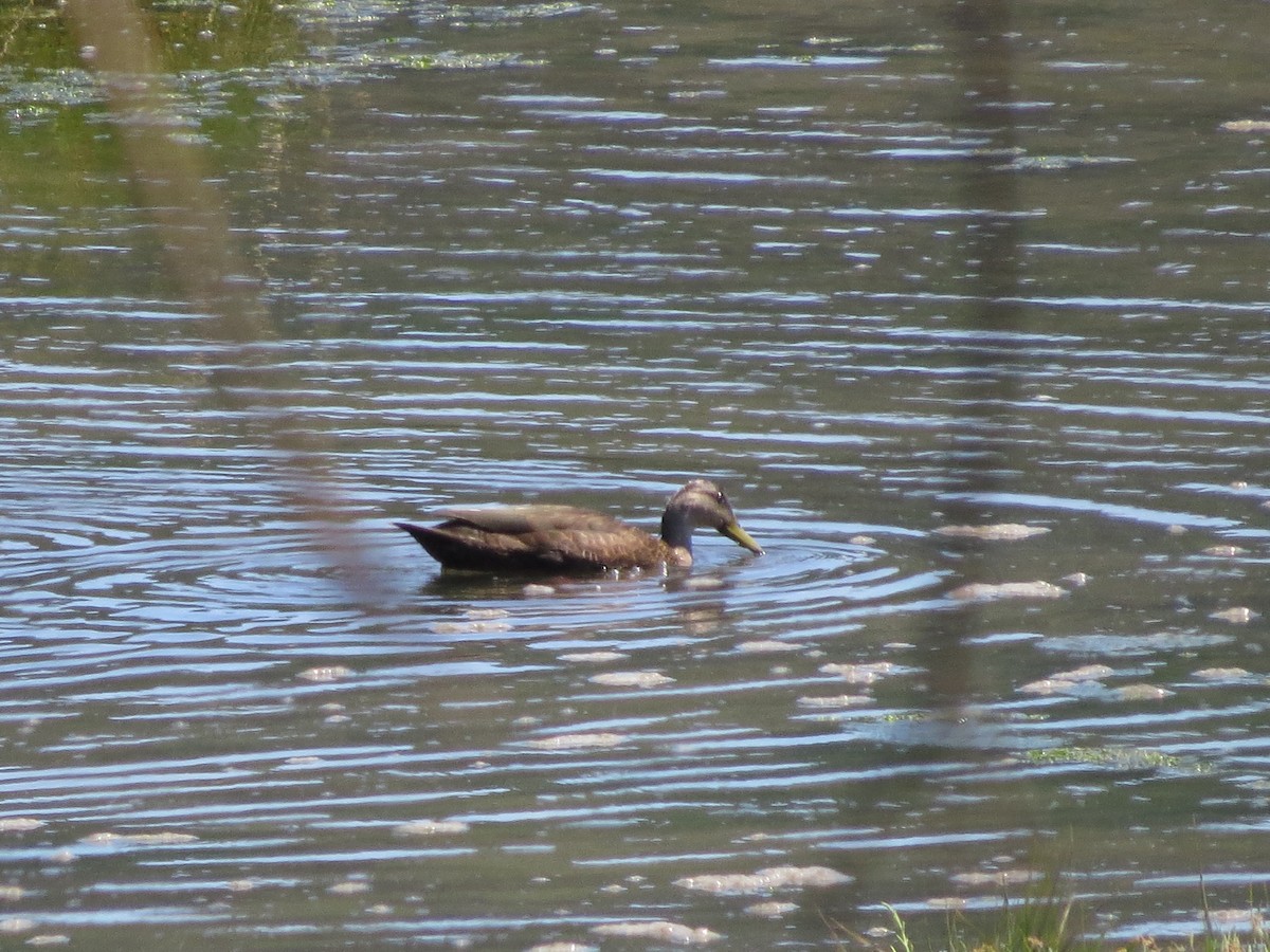 American Black Duck - ML622648669